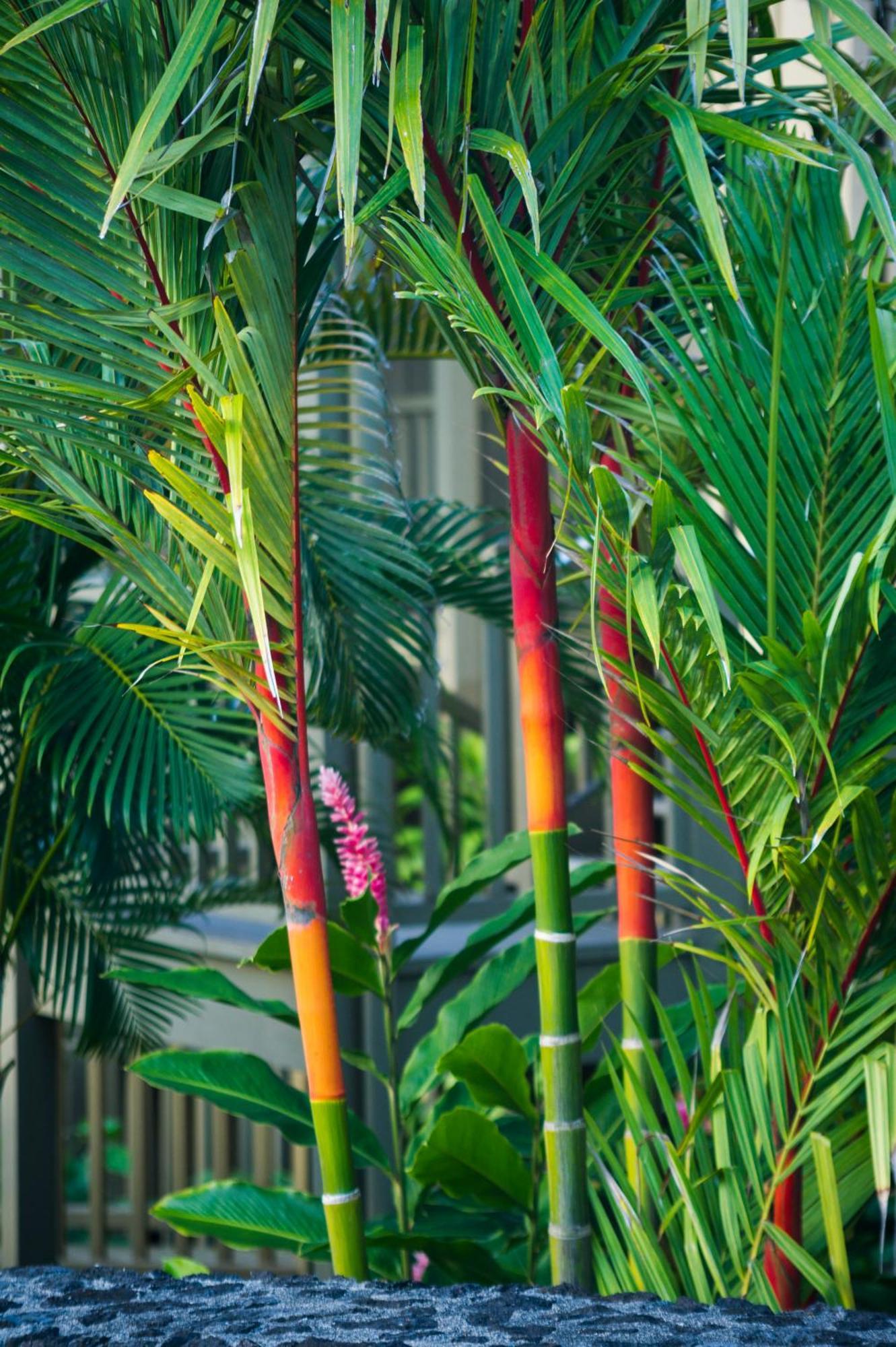 Hana Kai Maui - #106 Kuakahi Partial Oceanview Studio Eksteriør billede